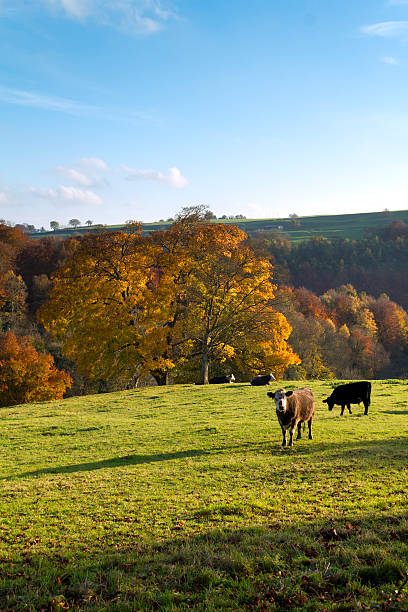 istock Picturesque Cotswolds-Autumn 184639420