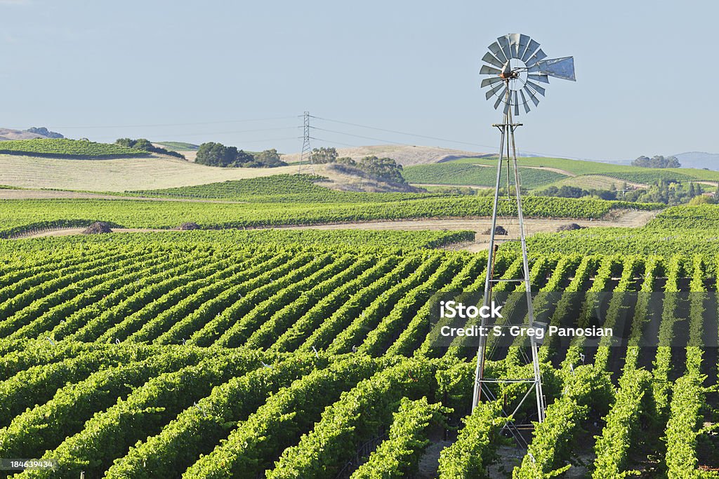 Viñedos del Valle de Napa - Foto de stock de Paisaje ondulado libre de derechos