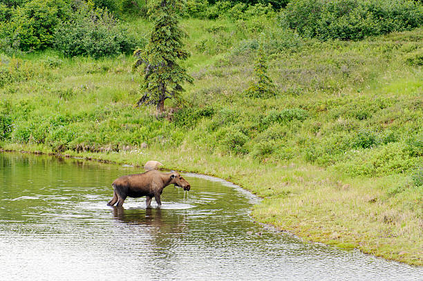 istock Moose in Denali Pot Lake 184639813