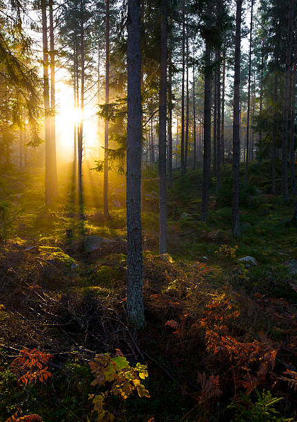 fall forest - svensk skog bildbanksfoton och bilder