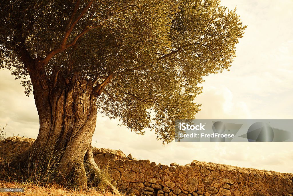 Old olive tree "Over 100 years old olive tree in Spain, Mallorca" Tree Stock Photo