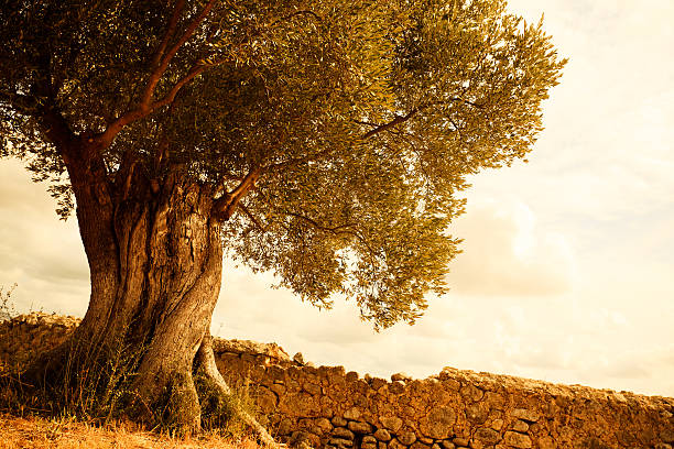Old olive tree "Over 100 years old olive tree in Spain, Mallorca" old tree stock pictures, royalty-free photos & images