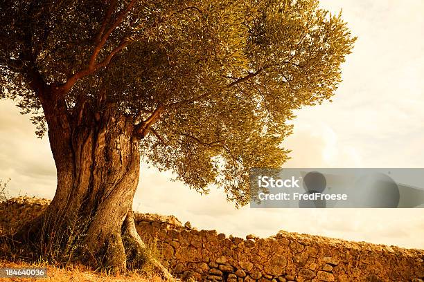 Old Olive Tree Stock Photo - Download Image Now - Tree, Olive Tree, Old