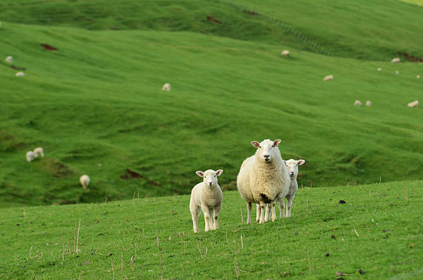 sheep and lambs stock photo