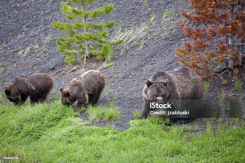 Mãe Grizzly com cubs - Royalty-free Animais caçando Foto de stock