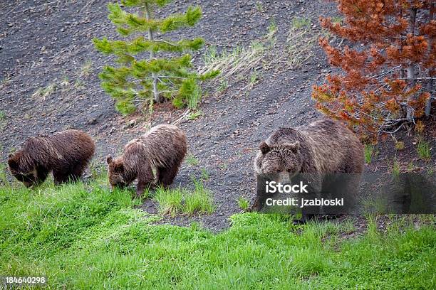 Mãe Grizzly Com Cubs - Fotografias de stock e mais imagens de Animais caçando - Animais caçando, Animal, Animal selvagem