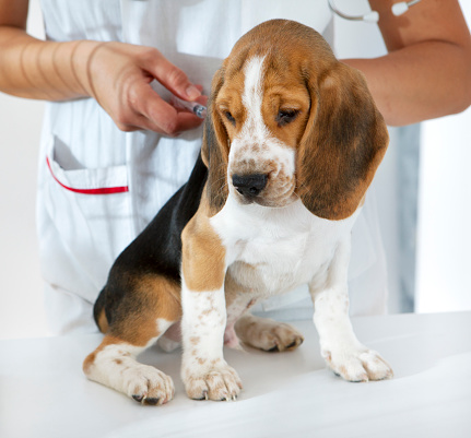 Portrait of an cute Beagle Puppy Receiving Vaccine at doctor's office