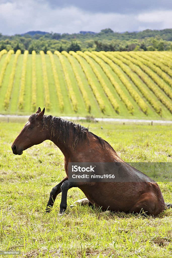 Cavalo sessão para baixo - Royalty-free Cavalo - Família do Cavalo Foto de stock