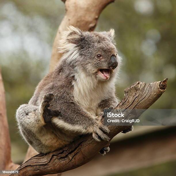 Koala - Fotografie stock e altre immagini di Ambientazione esterna - Ambientazione esterna, Animale, Animale selvatico