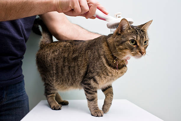 Man Grooming a Cat with a brush Man holds a grooming brush on top of a grey tabby cat's fur grooming animal behavior stock pictures, royalty-free photos & images