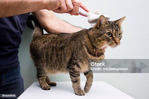 Foto de Homem Vestir Um Gato Com Um Pincel e mais fotos de stock de Gato doméstico - Gato doméstico, Tosador de Animais, Gato não domesticado