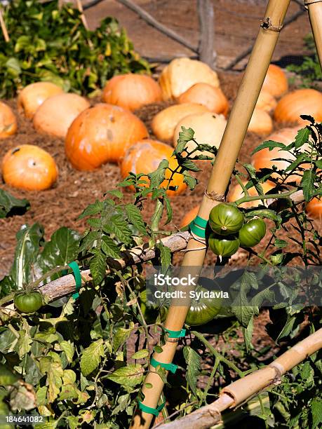 Photo libre de droit de Tomates Et De Potirons banque d'images et plus d'images libres de droit de Aiguille - Partie d'une plante - Aiguille - Partie d'une plante, Branche - Partie d'une plante, Citrouille