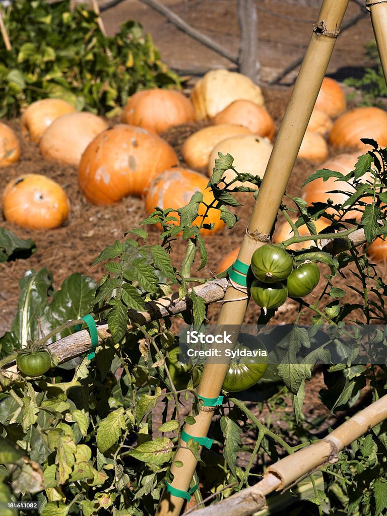 Tomates e abóboras - Foto de stock de Cucúrbita royalty-free