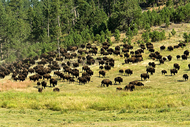 istock American Bison Herd on the Move in South Dakota 184641109
