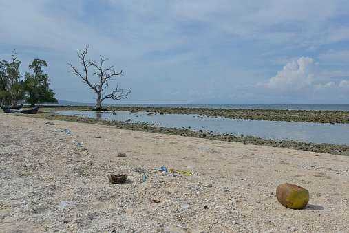 Dead mangrove trees on aceh white sand beach indonesia