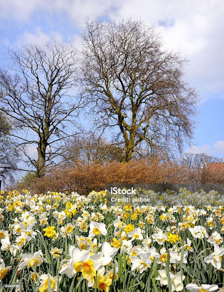 Желтый и голые деревья весной - Стоковые фото Без людей роялти-фри