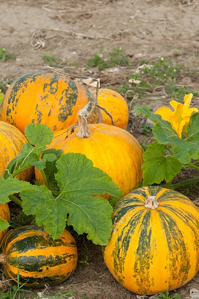 pumpkins en el campo - kurbis fotografías e imágenes de stock