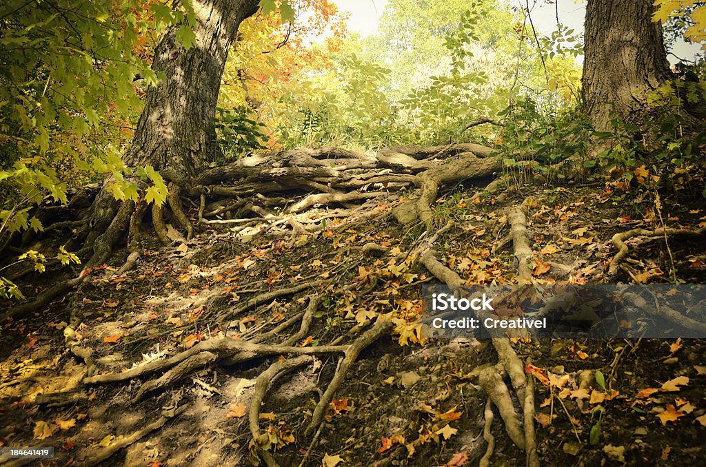 Opened Tree Roots Exposed Tree Roots Of Old Trees Autumn Forest Stock Photo - Download ...