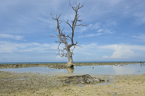 Dead mangrove trees on aceh white sand beach indonesia