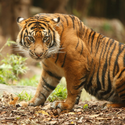 Tiger Stock Photo - Download Image Now - Animal, Animals In The Wild, Big  Cat - iStock