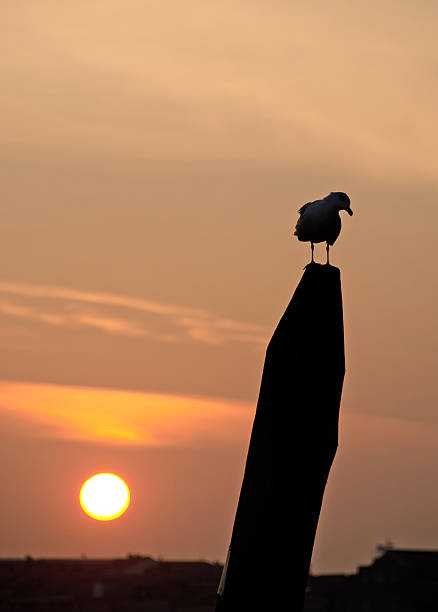 istock Seagull, Piling, and Early Moorning. 184641771
