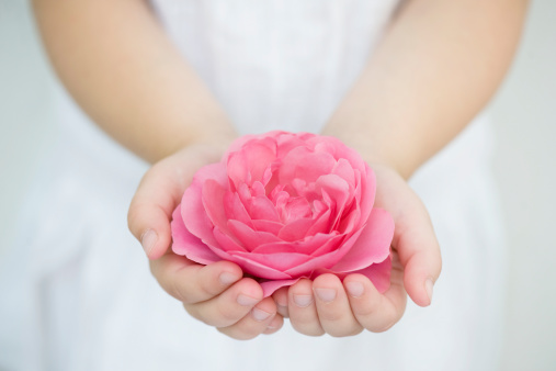 Rose in beautiful woman hands on white background