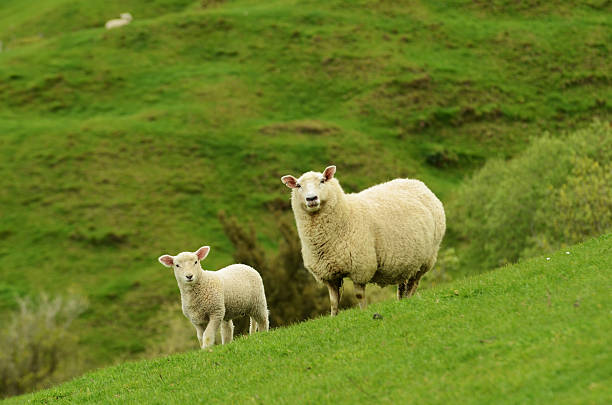 sheep and lamb stock photo