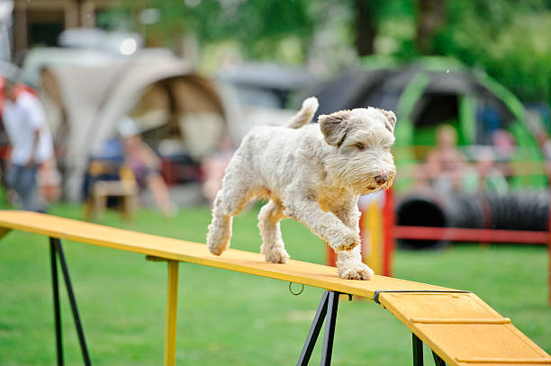 zwinność - exhibition of dog zdjęcia i obrazy z banku zdjęć