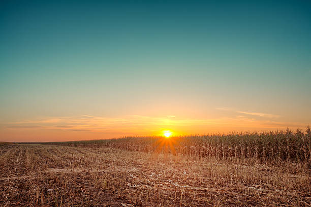 romantischen sonnenuntergang über den mais felder - autumn corn corn crop field stock-fotos und bilder
