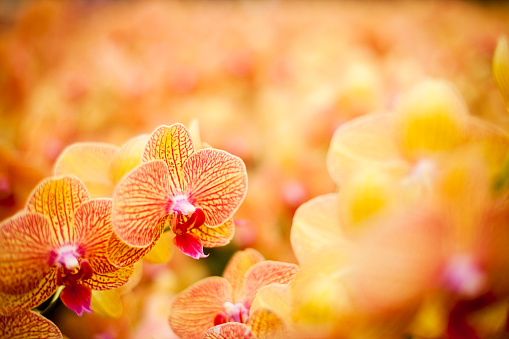 Close up of orchids in bloom