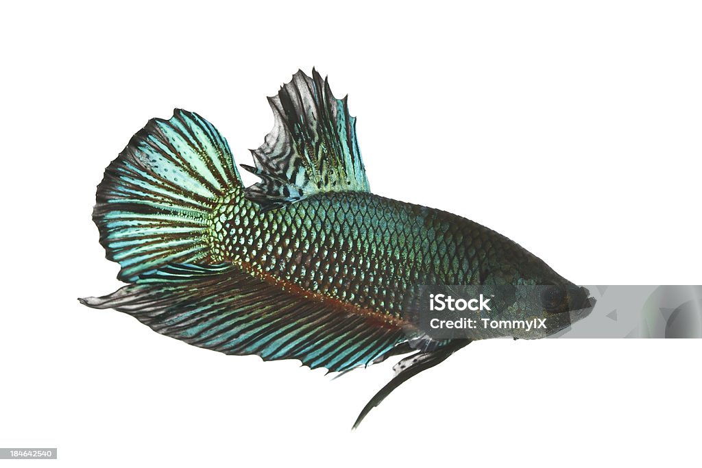 Green betta ryb - Zbiór zdjęć royalty-free (Bez ludzi)