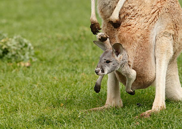 joey - kangaroo joey marsupial mammal стоковые фото и изображения