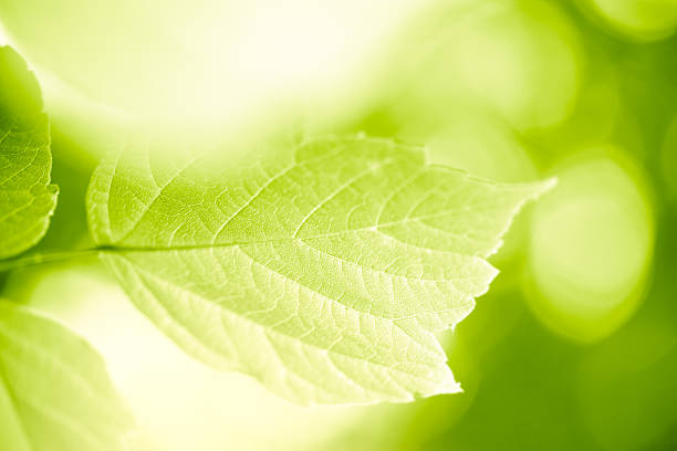 foglie verdi - new life plant image saturated color foto e immagini stock