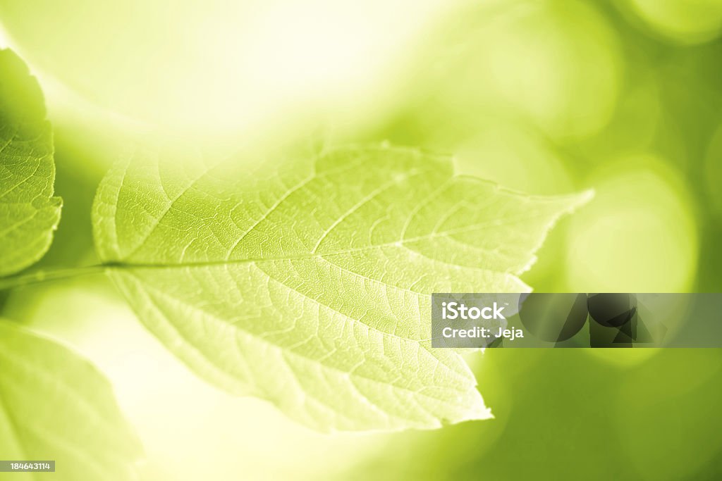 Folhas verdes - Foto de stock de Plano de Fundo royalty-free