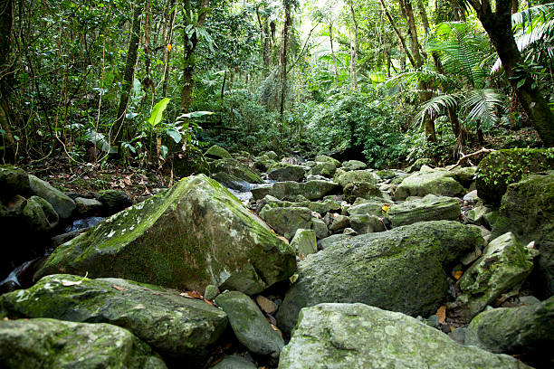 Rainforest "La Coca Falls, located in El Yunque tropical forest preserve in Rio Grande Puerto Rico." el yunque rainforest stock pictures, royalty-free photos & images