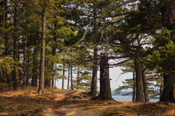 istock Mount Menzies, Pender Island 1846434447