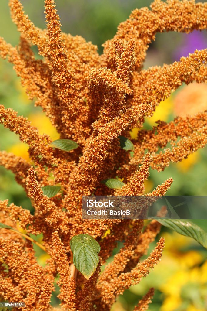 Amaranthus paniculatus - Lizenzfrei Amarant Stock-Foto