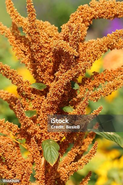 Amaranthus Paniculatus Stockfoto und mehr Bilder von Amarant - Amarant, Blume, Blüte