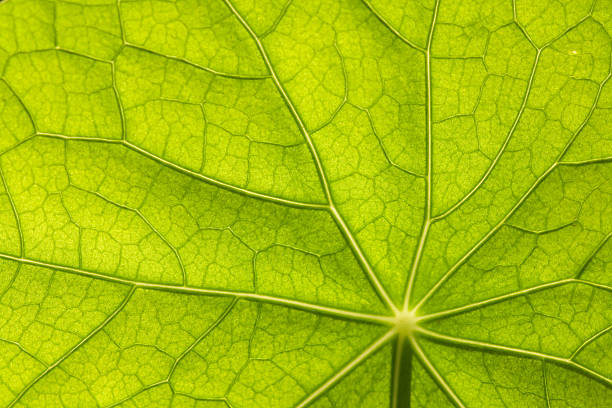 istock Veins of a green leaf 184643580