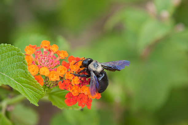 bee on a flower collecting nectar bee on a flower collecting nectar collorful stock pictures, royalty-free photos & images