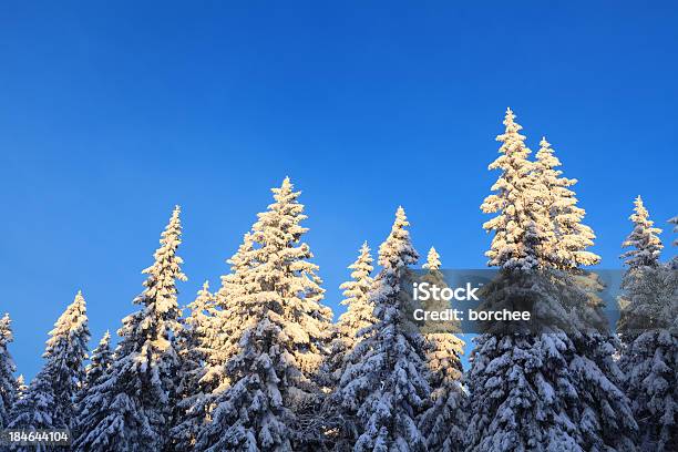 Photo libre de droit de Lever Du Soleil banque d'images et plus d'images libres de droit de Neige - Neige, Épicéa, Arbre