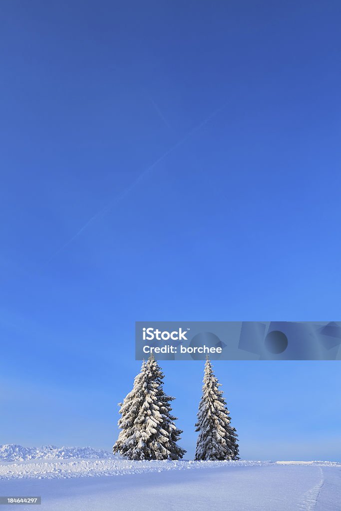 Árboles de invierno - Foto de stock de Abeto libre de derechos