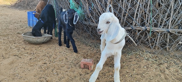 Baby goat posing for the camera