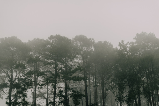 Beautiful pine trees on the mountain through pine forest autumn mist