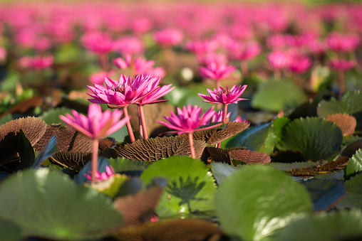 Beautiful Nature Landscape red Lotus sea in the morning,Thailand, lotus, red lotus sea,