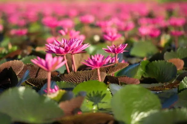 Photo of Beautiful Nature Landscape red Lotus sea in the morning,Thailand, lotus, red lotus sea,