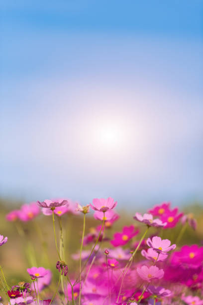Flower garden with sunshine and blue sky.Selective focus.
