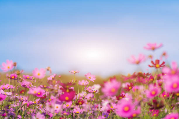 istock Flower garden with sunshine and blue sky.Selective focus. 1846443346