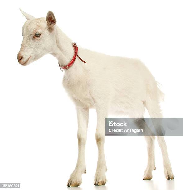 Goat Stockfoto und mehr Bilder von Ziege - Ziege, Freisteller – Neutraler Hintergrund, Weißer Hintergrund