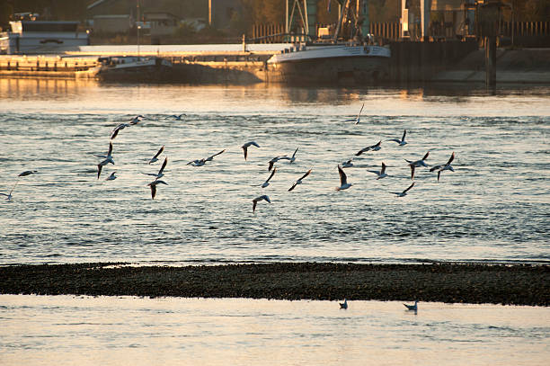 istock Seagulls in the evening sun 184644516